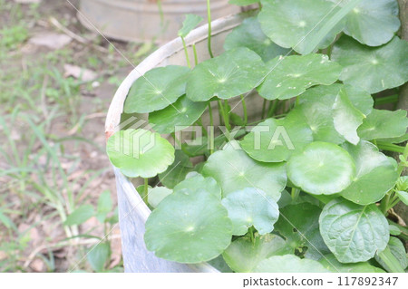 Hydrocotyle vulgaris plant on pot in farm Hydrocotyle vulgaris plant on pot in farm 117892347