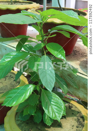 Avocado plant on nursery for sell 117892492