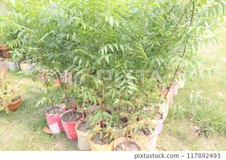 Azadirachta Indica tree on garden Azadirachta Indica tree on garden 117892493