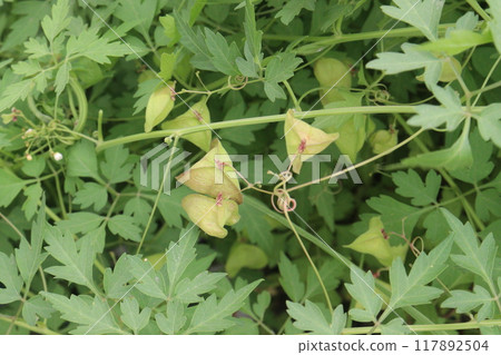 Balloon vine plant on jungle its medicinal plant 117892504