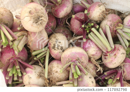 Turnips on farm for harvest Turnips on farm for harvest 117892798