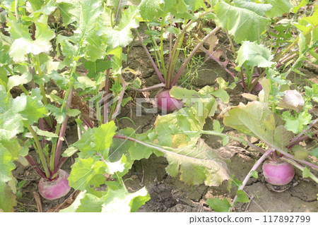 Turnips on farm for harvest 117892799