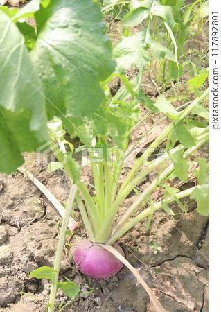 Turnips on farm for harvest 117892801