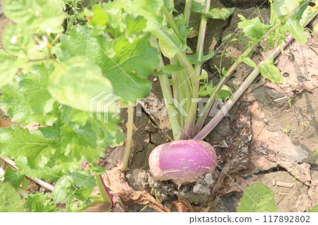 Turnips on farm for harvest 117892802
