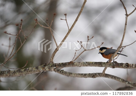仲冬森林中的山雀 117892836