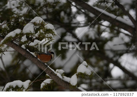 仲冬森林中的山雀 117892837