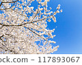 盛開的櫻花在藍天中閃耀 117893067