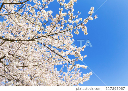 Cherry blossoms in full bloom shining in the blue sky Cherry blossoms in full bloom shining in the blue sky 117893067