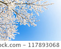 盛開的櫻花在藍天中閃耀 117893068