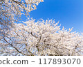 盛開的櫻花在藍天中閃耀 117893070