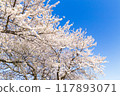 盛開的櫻花在藍天中閃耀 117893071