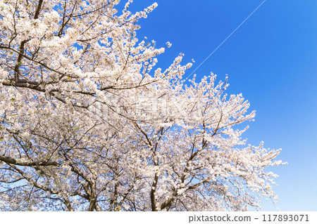 盛開的櫻花在藍天中閃耀 117893071