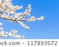 盛開的櫻花在藍天中閃耀 117893072