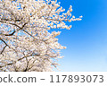 盛開的櫻花在藍天中閃耀 117893073