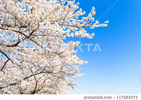盛開的櫻花在藍天中閃耀 117893073