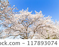 盛開的櫻花在藍天中閃耀 117893074
