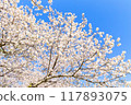 盛開的櫻花在藍天中閃耀 117893075