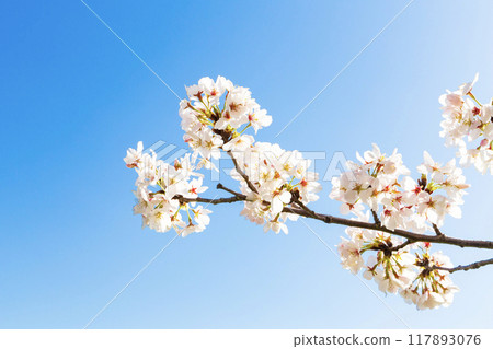 盛開的櫻花在藍天中閃耀 117893076