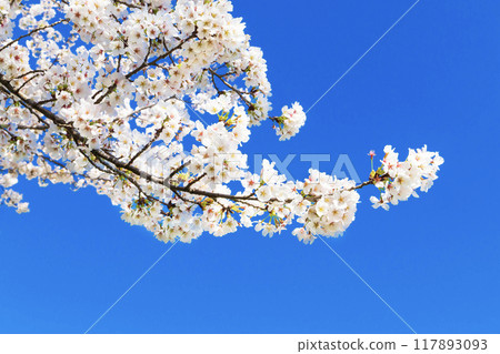 盛開的櫻花在藍天中閃耀 盛開的櫻花在藍天中閃耀 117893093