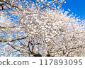 盛開的櫻花在藍天中閃耀 117893095
