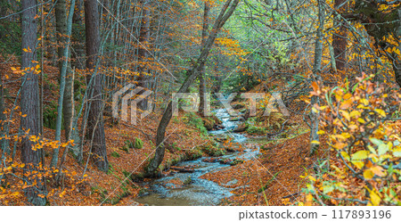River in the autumn forest in the Rila mountains near Bachevo, Bulgaria 117893196
