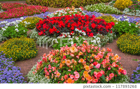 Begonia and other flowers in a flowerbed in the garden 117893268
