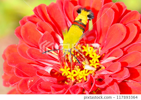 清明的鷹蛾吸吮 清明的鷹蛾吸吮 117893364