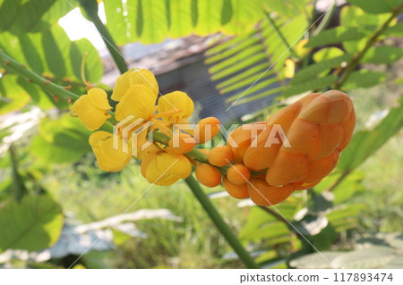 Senna alata flower plant on nursery Senna alata flower plant on nursery 117893474