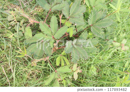 Shameplant medicinal plant on forest 117893482