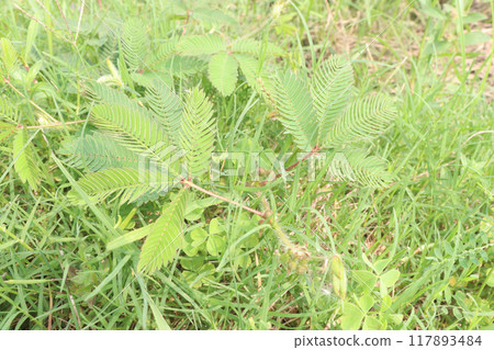 Shameplant medicinal plant on forest 117893484