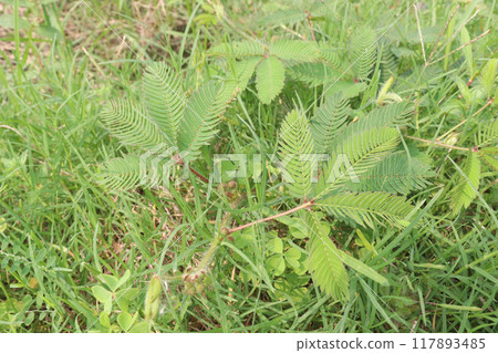 Shameplant medicinal plant on forest 117893485