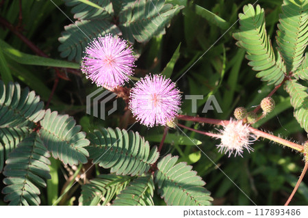 Shameplant medicinal plant on forest 117893486