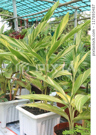 Shell ginger plant on nursery 117893487