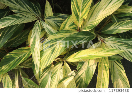 Shell ginger plant on nursery 117893488