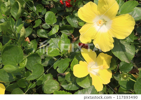yellow hibiscus flower on tree in farm 117893490