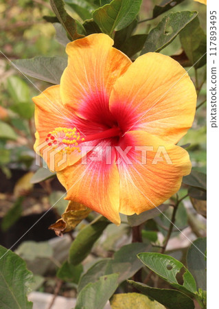 yellow hibiscus flower on tree in farm 117893495
