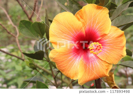 yellow hibiscus flower on tree in farm 117893498