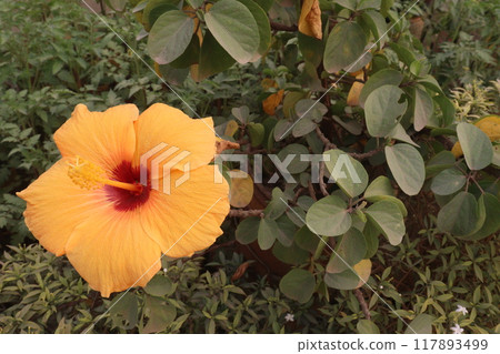 yellow hibiscus flower on tree in farm yellow hibiscus flower on tree in farm 117893499