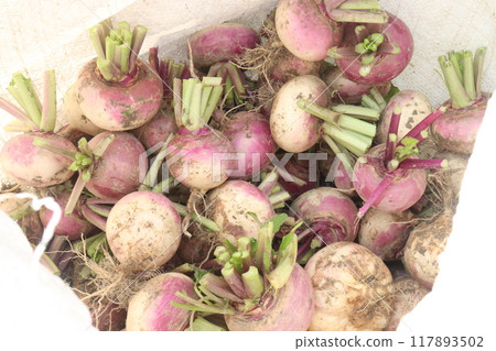 Turnips on farm for harvest Turnips on farm for harvest 117893502