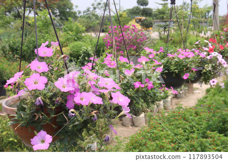Petunia axillaris flower plant on pot Petunia axillaris flower plant on pot 117893504