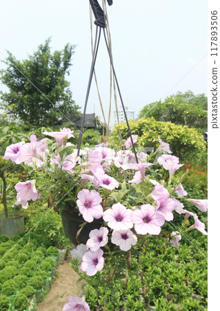 Petunia axillaris flower plant on pot 117893506
