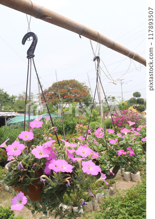 Petunia axillaris flower plant on pot Petunia axillaris flower plant on pot 117893507