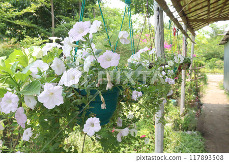 Petunia axillaris flower plant on pot Petunia axillaris flower plant on pot 117893508