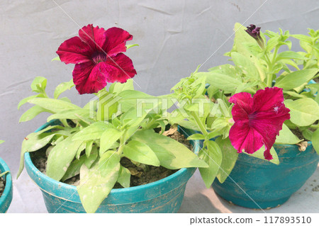 Petunia axillaris flower plant on pot Petunia axillaris flower plant on pot 117893510