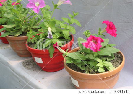 Petunia axillaris flower plant on pot Petunia axillaris flower plant on pot 117893511