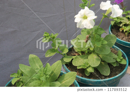 Petunia axillaris flower plant on pot Petunia axillaris flower plant on pot 117893512