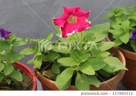 Petunia axillaris flower plant on pot 117893513