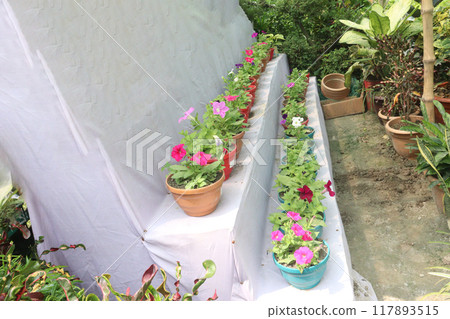 Petunia axillaris flower plant on pot Petunia axillaris flower plant on pot 117893515