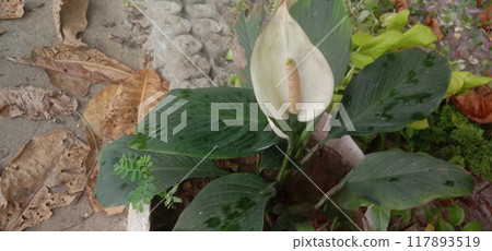 Spathiphyllum kochii flower plant on nursery Spathiphyllum kochii flower plant on nursery 117893519