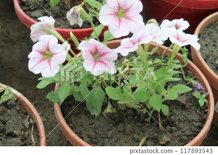 Petunia axillaris flower plant on pot Petunia axillaris flower plant on pot 117893543